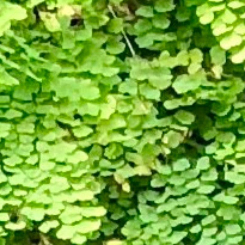 Meet your Posher, Ariadne